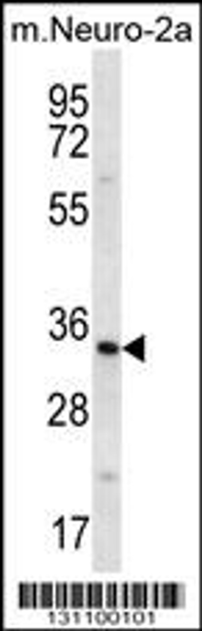 Western blot analysis in mouse Neuro-2a cell line lysates (35ug/lane) .