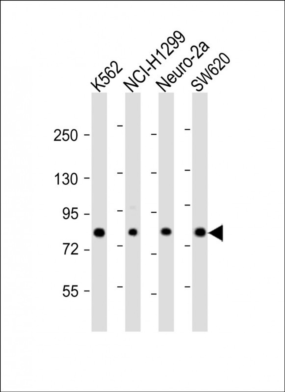 Western Blot at 1:2000 dilution Lane 1: K562 whole cell lysate Lane 2: NCI-H1299 whole cell lysate Lane 3: Neuro-2a whole cell lysate Lane 4: SW620 whole cell lysate Lysates/proteins at 20 ug per lane.