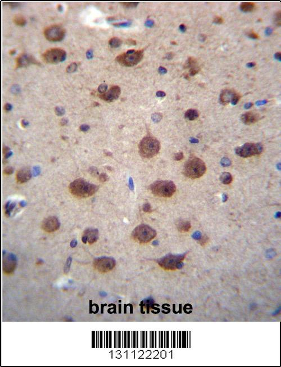 PNKD Antibody immunohistochemistry analysis in formalin fixed and paraffin embedded human brain tissue followed by peroxidase conjugation of the secondary antibody and DAB staining.