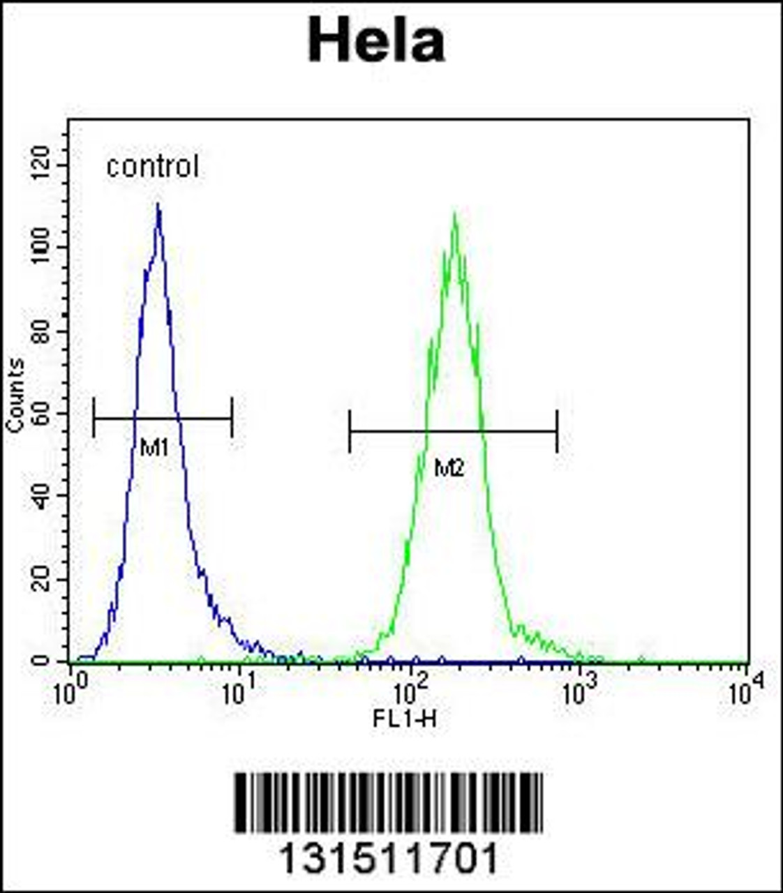 Flow cytometric analysis of Hela cells (right histogram) compared to a negative control cell (left histogram) .FITC-conjugated goat-anti-rabbit secondary antibodies were used for the analysis.