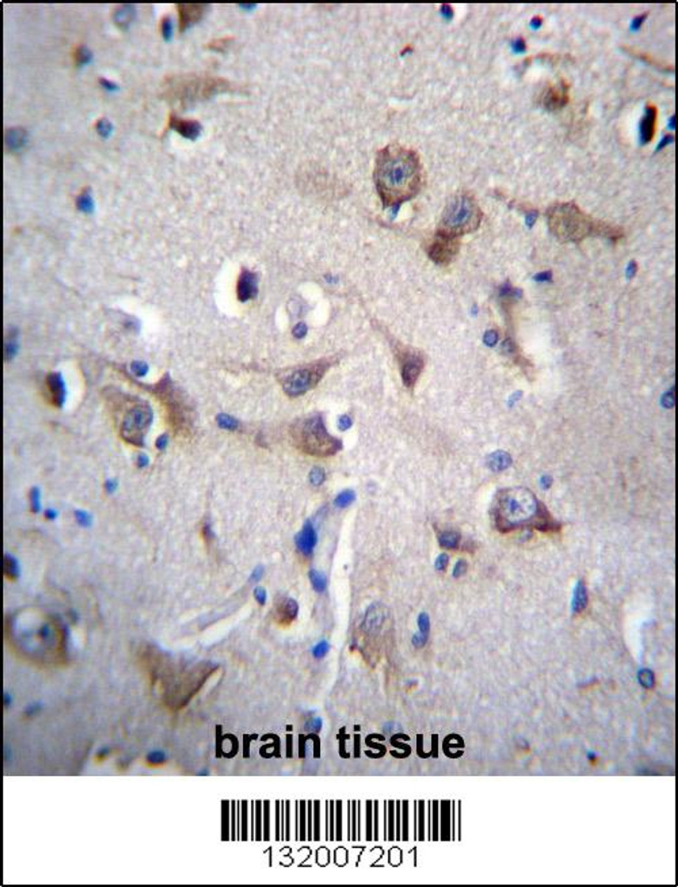 YIF1B Antibody immunohistochemistry analysis in formalin fixed and paraffin embedded human brain tissue followed by peroxidase conjugation of the secondary antibody and DAB staining.