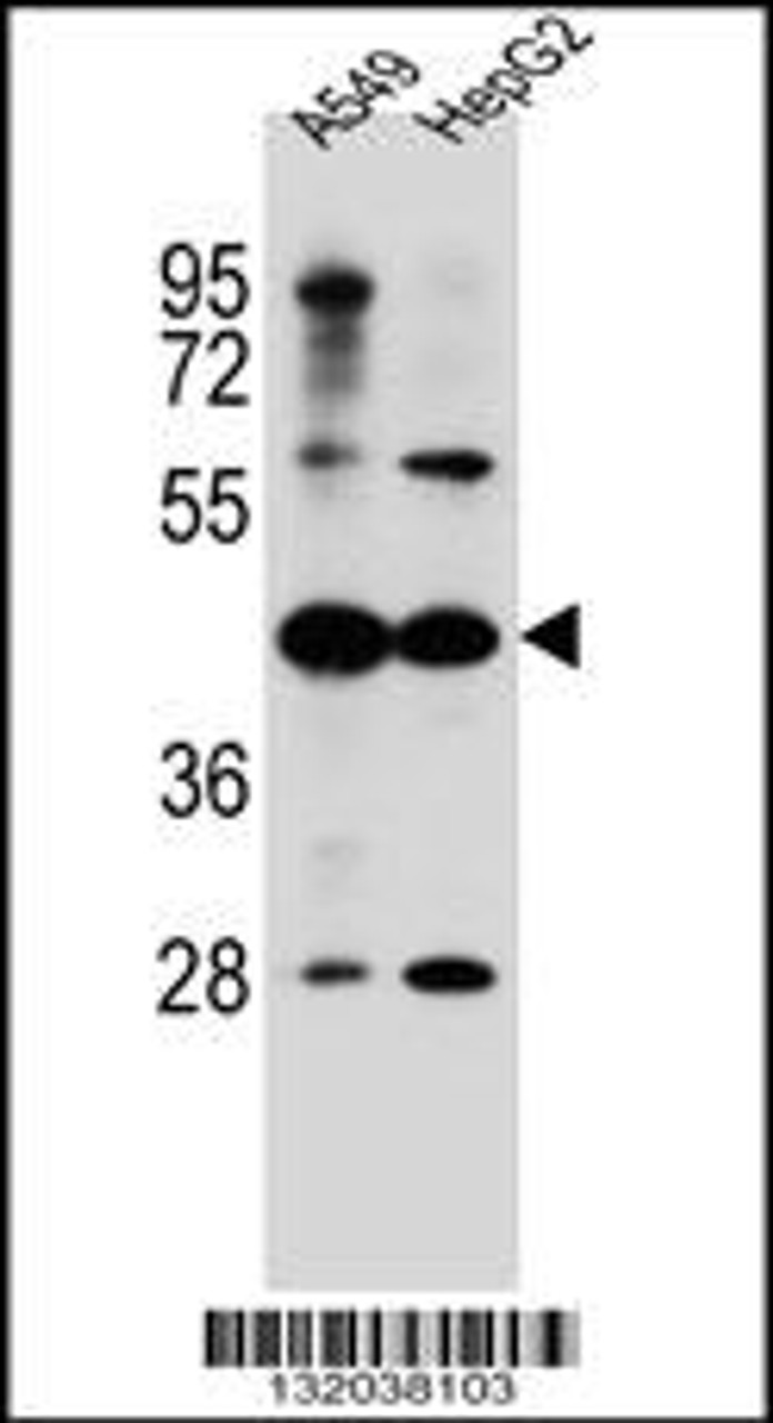 Western blot analysis in A549, HepG2 cell line lysates (35ug/lane) .