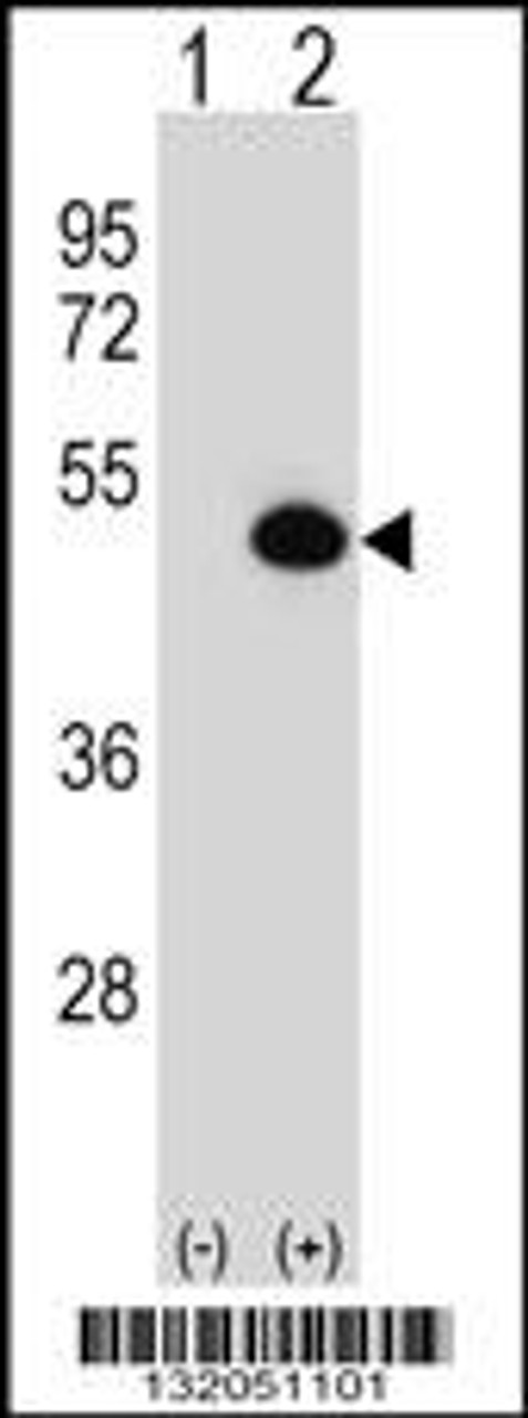 Western blot analysis of ASS1 using rabbit polyclonal ASS1 Antibody using 293 cell lysates (2 ug/lane) either nontransfected (Lane 1) or transiently transfected (Lane 2) with the ASS1 gene.