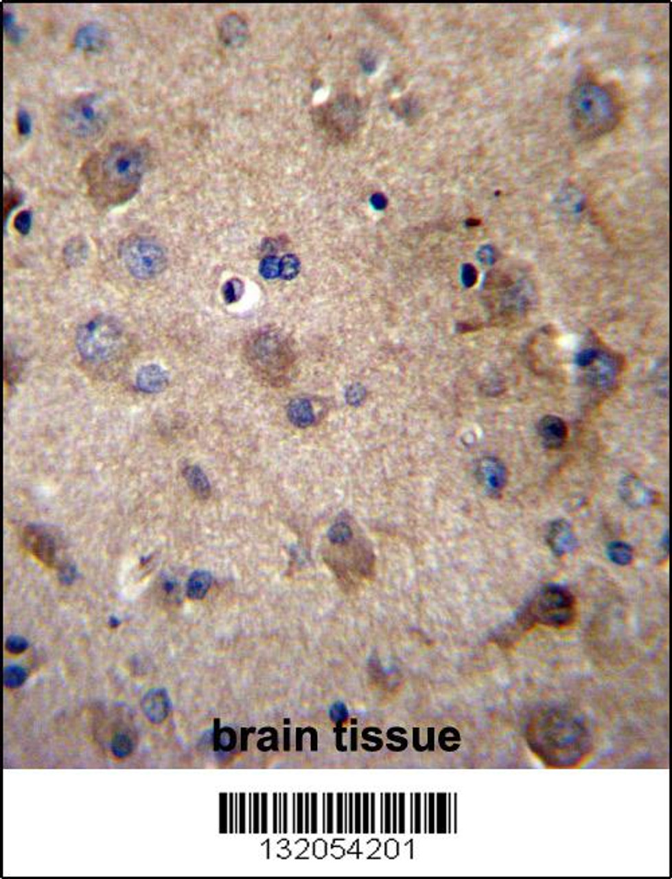 SERPINE2 Antibody immunohistochemistry analysis in formalin fixed and paraffin embedded human brain tissue followed by peroxidase conjugation of the secondary antibody and DAB staining.