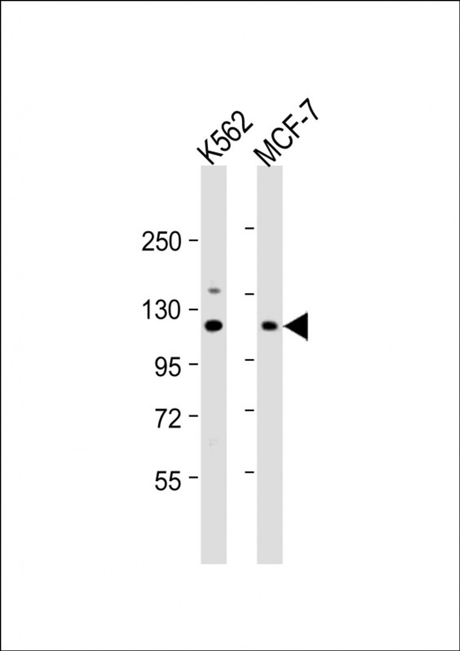 Western Blot at 1:1000 dilution Lane 1: K562 whole cell lysate Lane 2: MCF-7 whole cell lysate Lysates/proteins at 20 ug per lane.