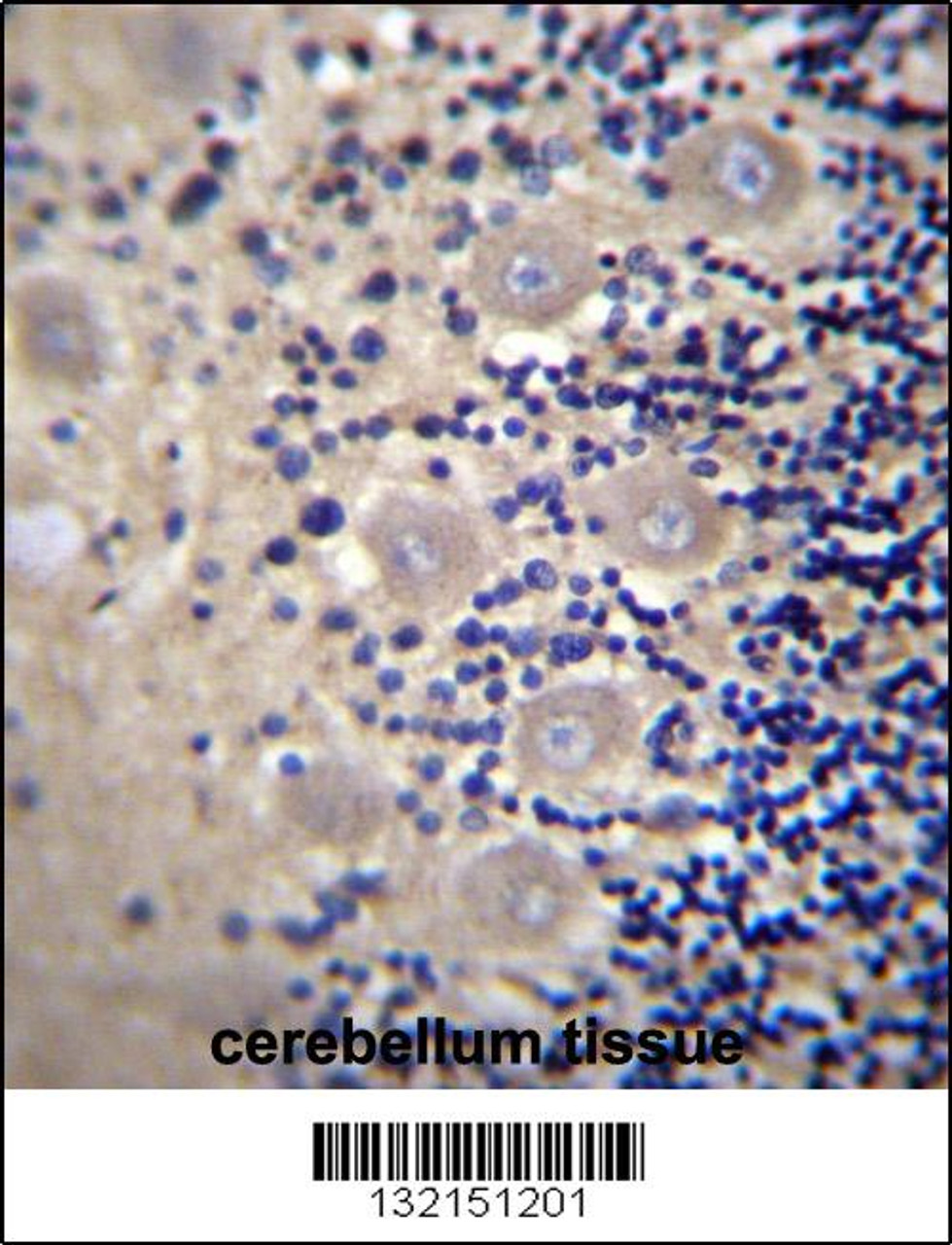 DRG1 Antibody immunohistochemistry analysis in formalin fixed and paraffin embedded human cerebellum tissue followed by DAB staining with peroxidase conjugation of the secondary antibody.