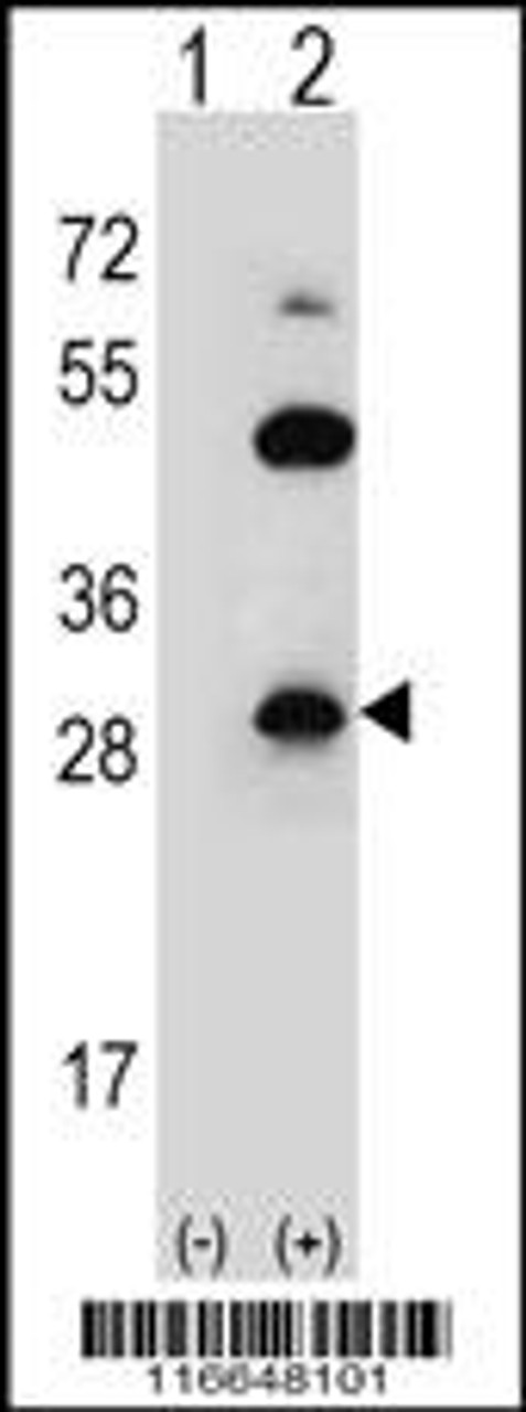 Western blot analysis of CLDN2 using rabbit polyclonal CLDN2 Antibody (Y224) using 293 cell lysates (2 ug/lane) either nontransfected (Lane 1) or transiently transfected (Lane 2) with the CLDN2 gene.