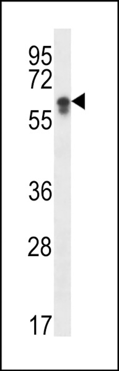 Western blot analysis in HepG2 cell line lysates (35ug/lane) .