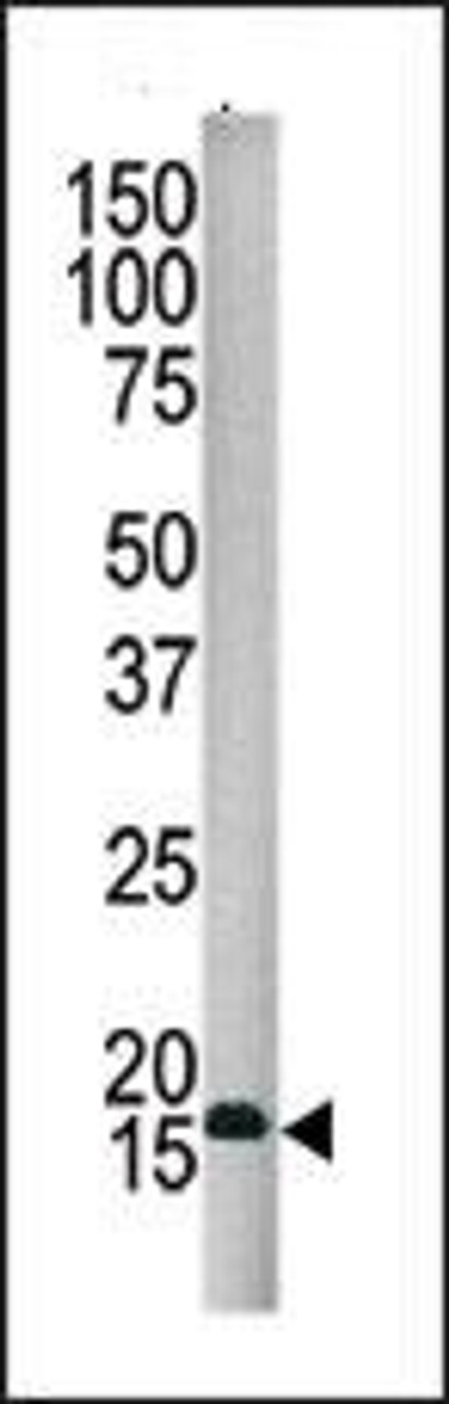 Western blot analysis of SUMO4 Antibody in HepG2 cell line lysate.