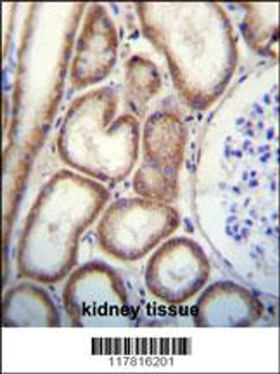 CLEC3B Antibody immunohistochemistry analysis in formalin fixed and paraffin embedded human kidney tissue followed by peroxidase conjugation of the secondary antibody and DAB staining.