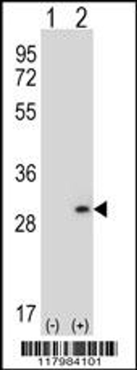 Western blot analysis of DPT using rabbit polyclonal DPT Antibody using 293 cell lysates (2 ug/lane) either nontransfected (Lane 1) or transiently transfected (Lane 2) with the DPT gene.