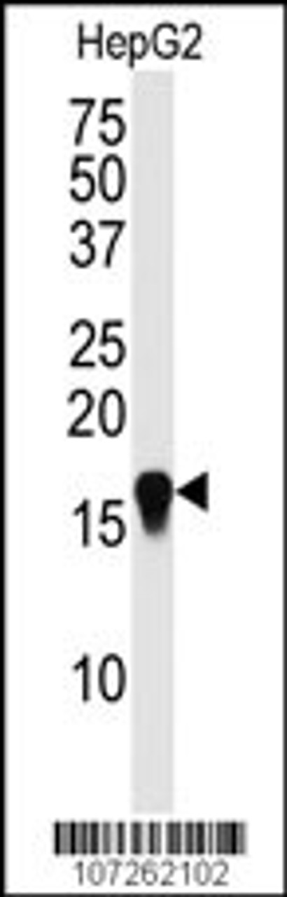 Western blot analysis of SUMO4 Antibody (M55 Wild type) in HepG2 cell line lysate (35ug/lane) .