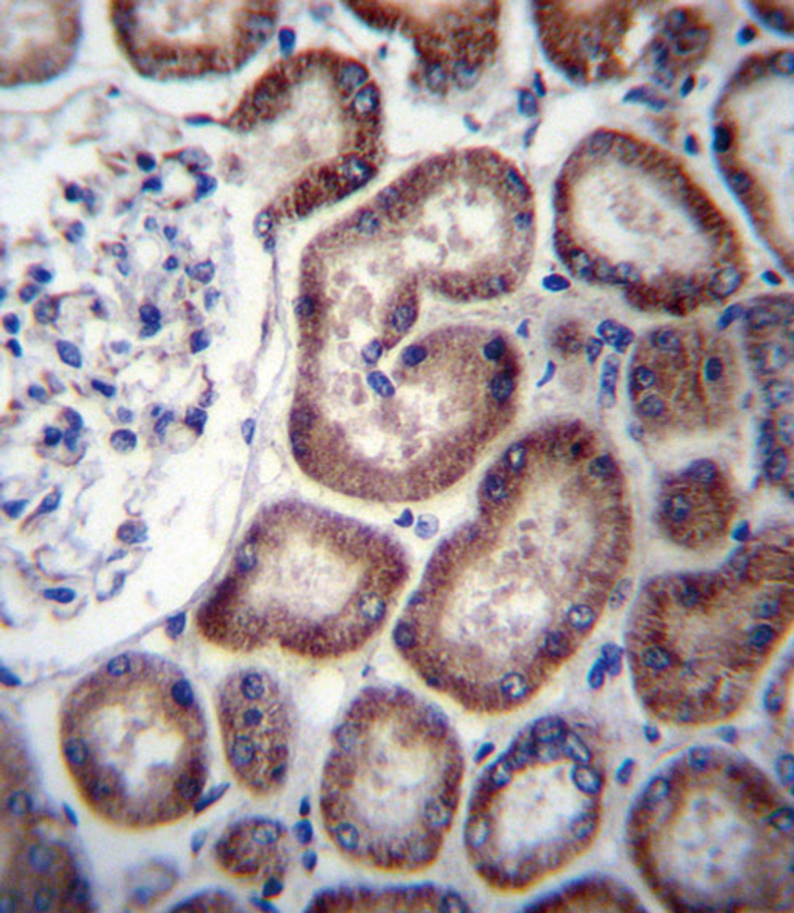 IREB2 Antibody immunohistochemistry analysis in formalin fixed and paraffin embedded human kidney tissue followed by peroxidase conjugation of the secondary antibody and DAB staining.