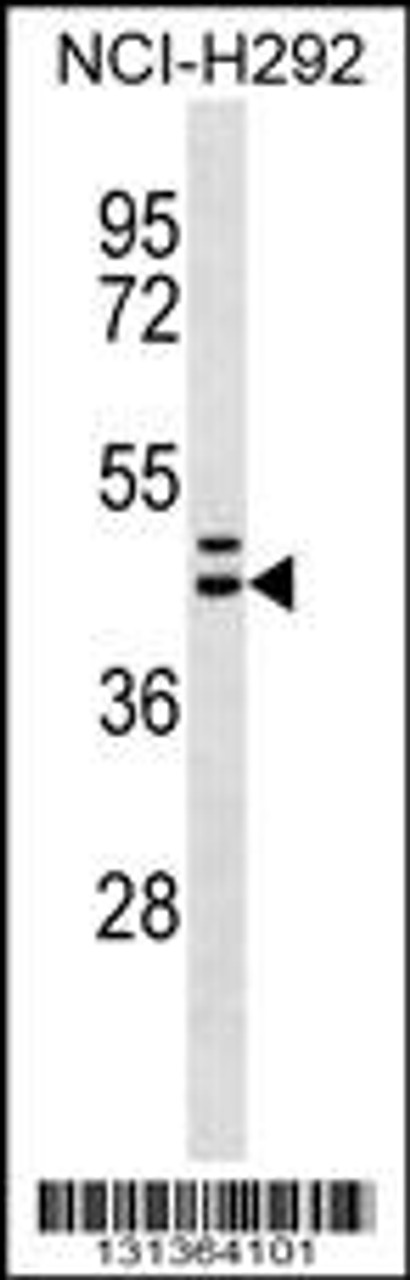 Western blot analysis in NCI-H292 cell line lysates (35ug/lane) .