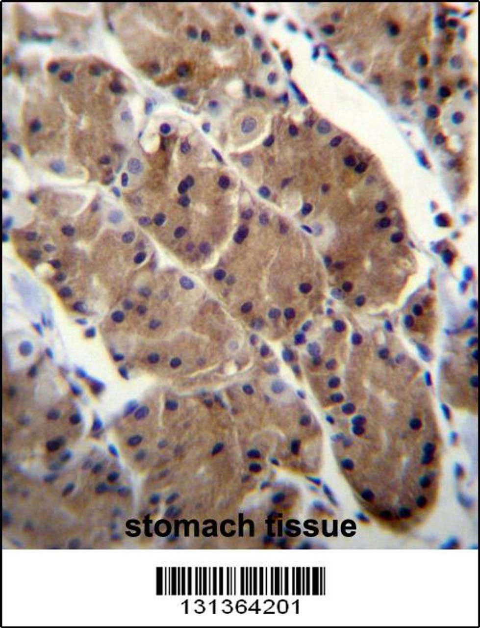 MLNR Antibody immunohistochemistry analysis in formalin fixed and paraffin embedded human stomach tissue followed by peroxidase conjugation of the secondary antibody and DAB staining.