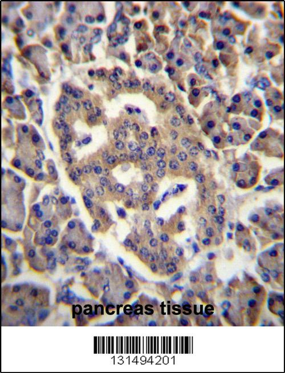 SPNS3 Antibody immunohistochemistry analysis in formalin fixed and paraffin embedded human pancreas tissue followed by peroxidase conjugation of the secondary antibody and DAB staining.