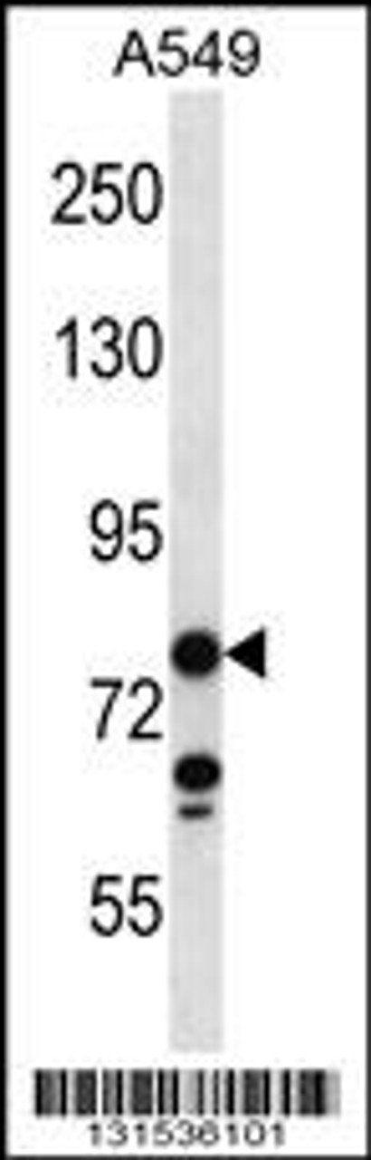 Western blot analysis in A549 cell line lysates (35ug/lane) .