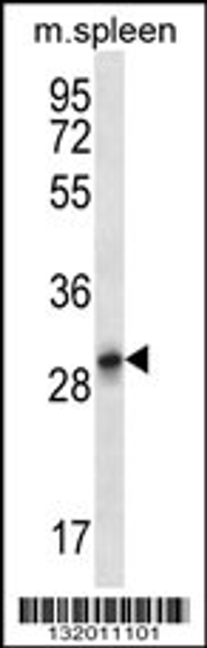 Western blot analysis in mouse spleen tissue lysates (35ug/lane) .