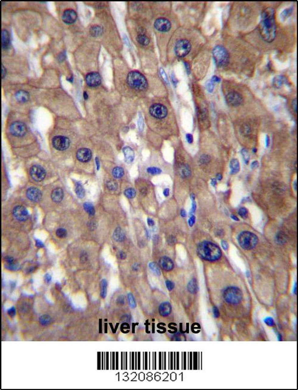 MAT1A Antibody immunohistochemistry analysis in formalin fixed and paraffin embedded human liver tissue followed by peroxidase conjugation of the secondary antibody and DAB staining.