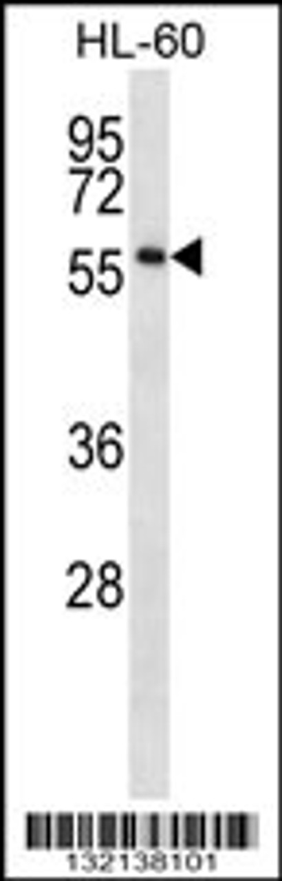 Western blot analysis in HL-60 cell line lysates (35ug/lane) .