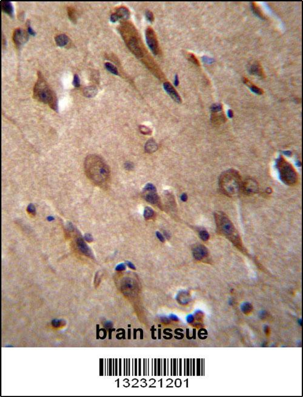 RIC3 Antibody immunohistochemistry analysis in formalin fixed and paraffin embedded human brain tissue followed by peroxidase conjugation of the secondary antibody and DAB staining.
