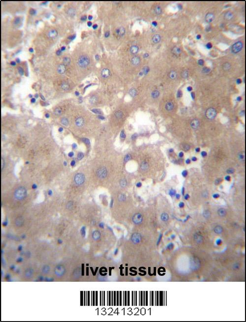SIX5 Antibody immunohistochemistry analysis in formalin fixed and paraffin embedded human liver tissue followed by peroxidase conjugation of the secondary antibody and DAB staining.