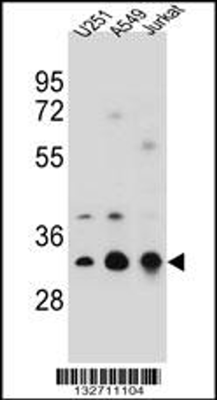 Western blot analysis in U251, A549, Jurkat cell line lysates (35ug/lane) .