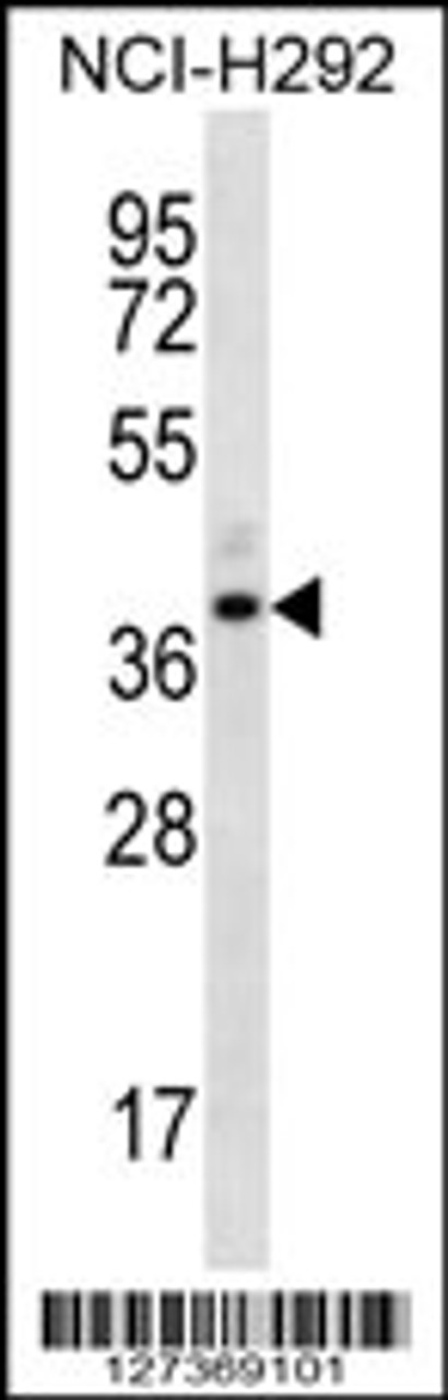 Western blot analysis in NCI-H292 cell line lysates (35ug/lane) .