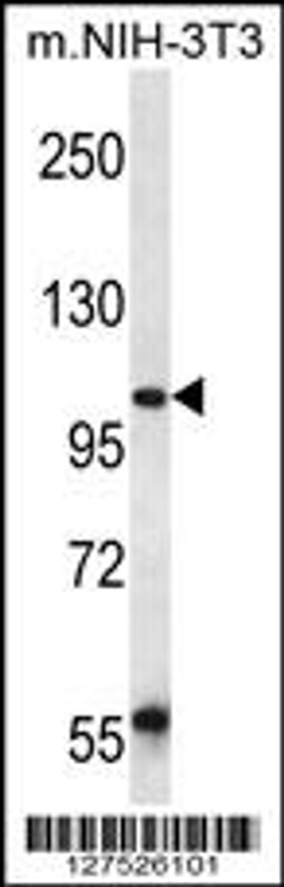 Western blot analysis in mouse NIH-3T3 cell line lysates (35ug/lane) .