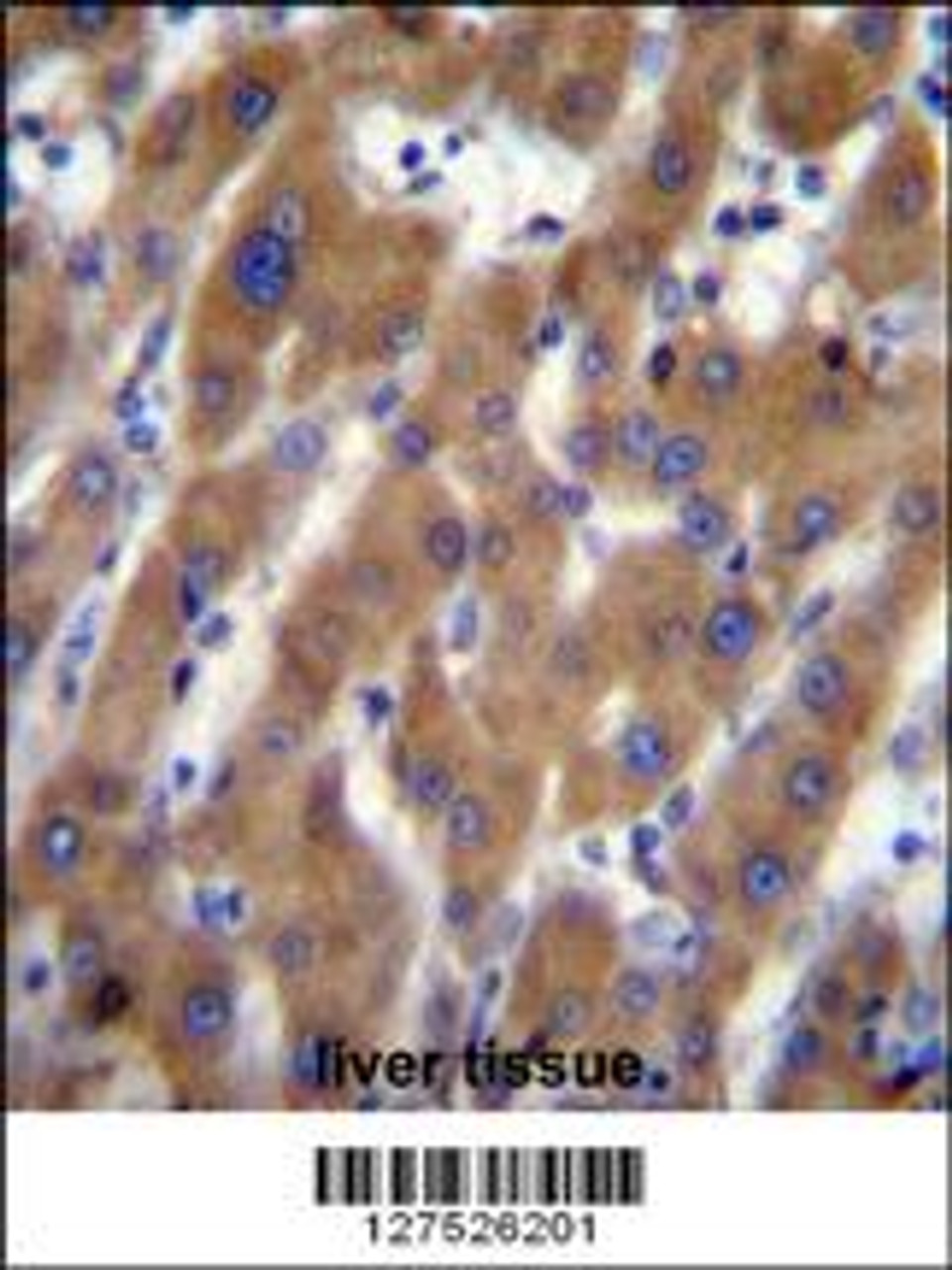 UBAP2 Antibody immunohistochemistry analysis in formalin fixed and paraffin embedded human liver tissue followed by peroxidase conjugation of the secondary antibody and DAB staining.