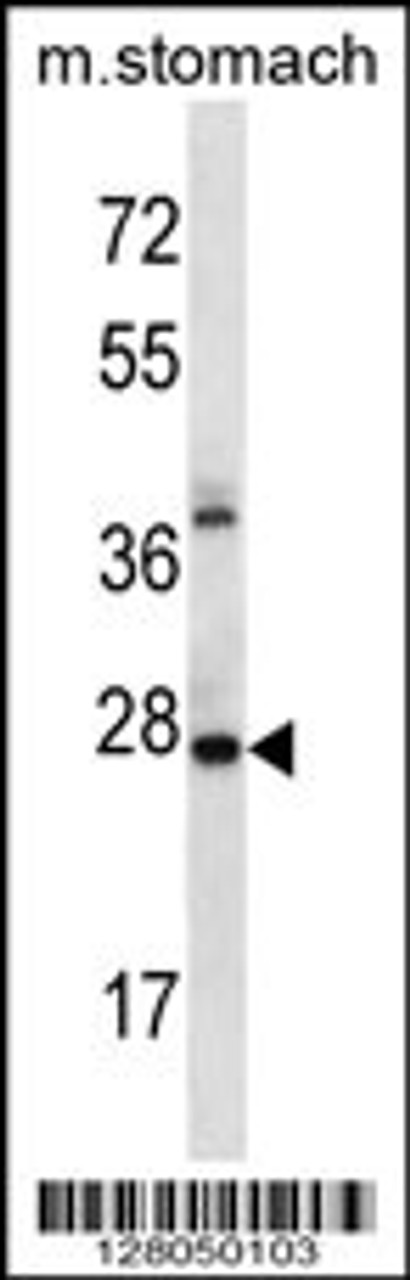 Western blot analysis in mouse stomach tissue lysates (35ug/lane) .