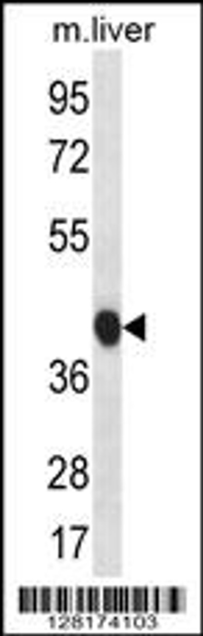 Western blot analysis in mouse liver tissue lysates (35ug/lane) .