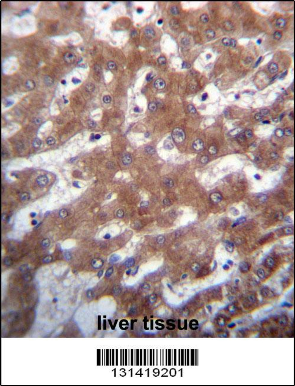 TRUB1 Antibody immunohistochemistry analysis in formalin fixed and paraffin embedded human liver tissue followed by peroxidase conjugation of the secondary antibody and DAB staining.