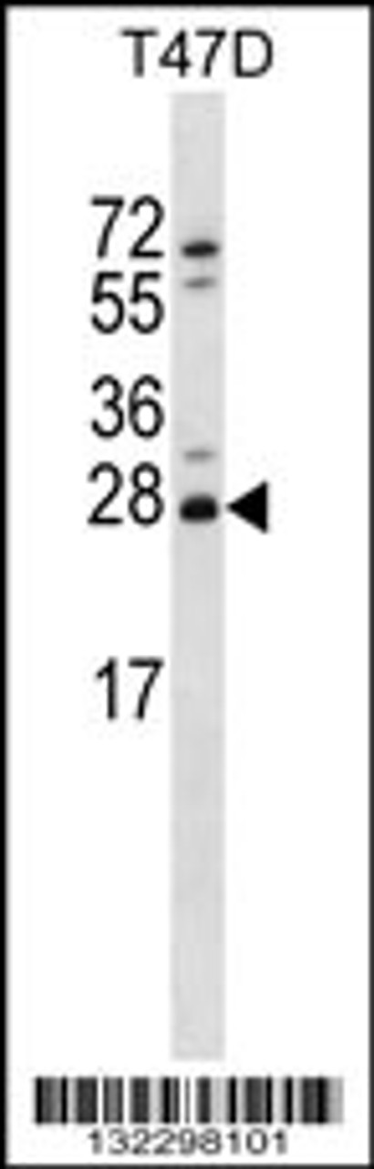 Western blot analysis in T47D cell line lysates (35ug/lane) .