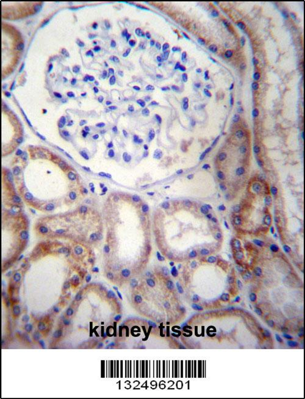 STARD5 Antibody immunohistochemistry analysis in formalin fixed and paraffin embedded human kidney tissue followed by peroxidase conjugation of the secondary antibody and DAB staining.