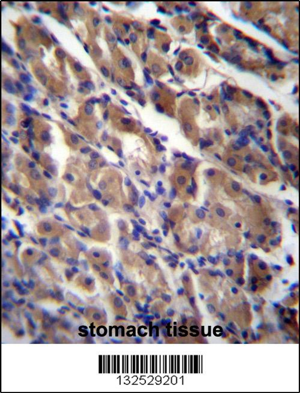 ABRA Antibody immunohistochemistry analysis in formalin fixed and paraffin embedded human stomach tissue followed by peroxidase conjugation of the secondary antibody and DAB staining.