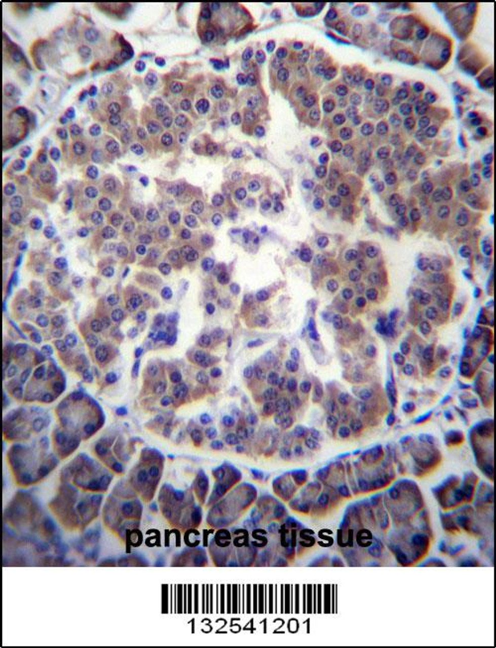 TBL2 Antibody immunohistochemistry analysis in formalin fixed and paraffin embedded human pancreas tissue followed by peroxidase conjugation of the secondary antibody and DAB staining.