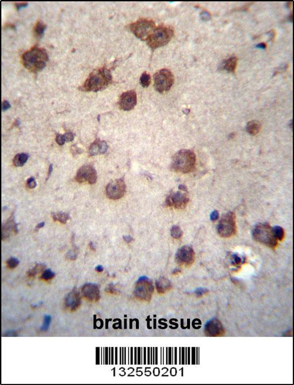 PHAX Antibody immunohistochemistry analysis in formalin fixed and paraffin embedded human brain tissue followed by peroxidase conjugation of the secondary antibody and DAB staining.