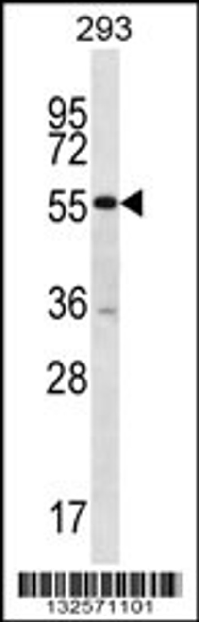 Western blot analysis in 293 cell line lysates (35ug/lane) .