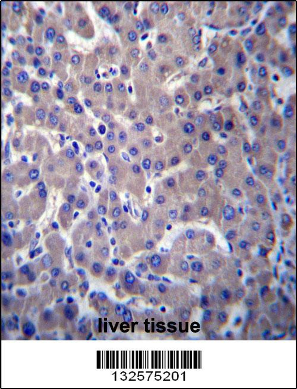 GPR34 Antibody immunohistochemistry analysis in formalin fixed and paraffin embedded human liver tissue followed by peroxidase conjugation of the secondary antibody and DAB staining.