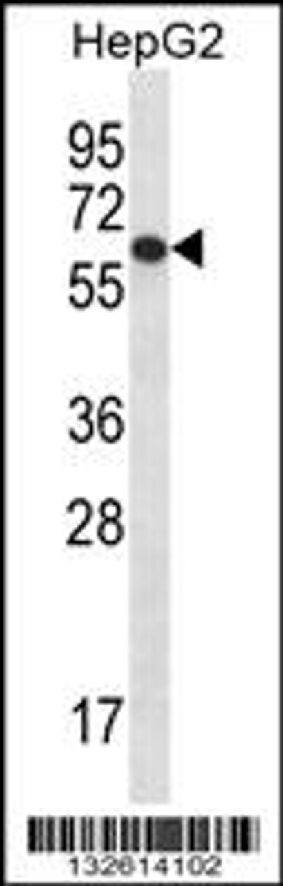 Western blot analysis in HepG2 cell line lysates (35ug/lane) .