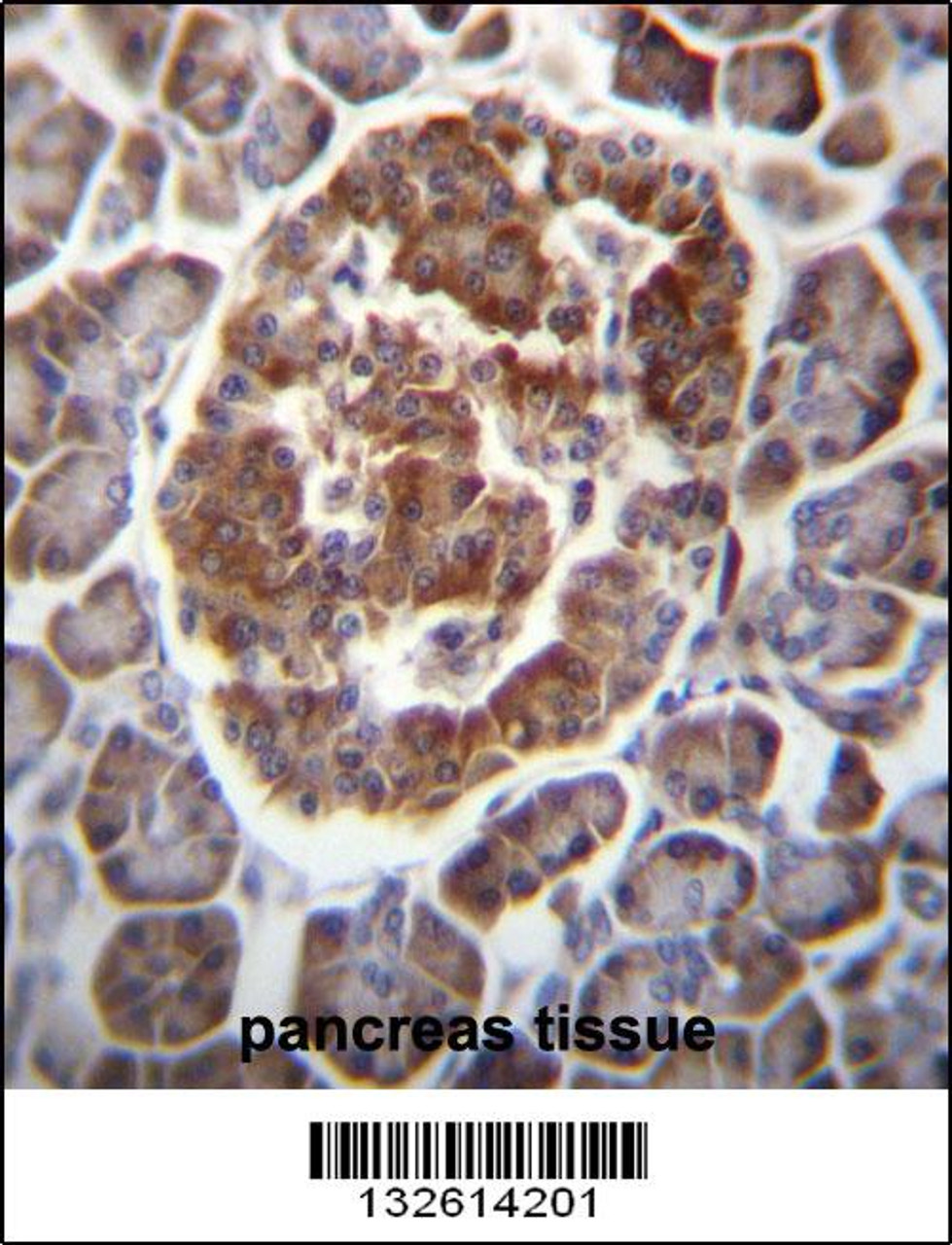 TBC1D22A Antibody immunohistochemistry analysis in formalin fixed and paraffin embedded human pancreas tissue followed by peroxidase conjugation of the secondary antibody and DAB staining.