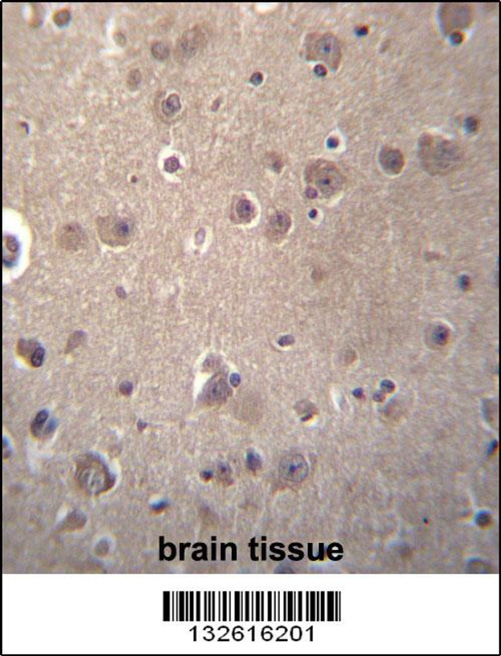 SNX4 Antibody immunohistochemistry analysis in formalin fixed and paraffin embedded human brain tissue followed by peroxidase conjugation of the secondary antibody and DAB staining.