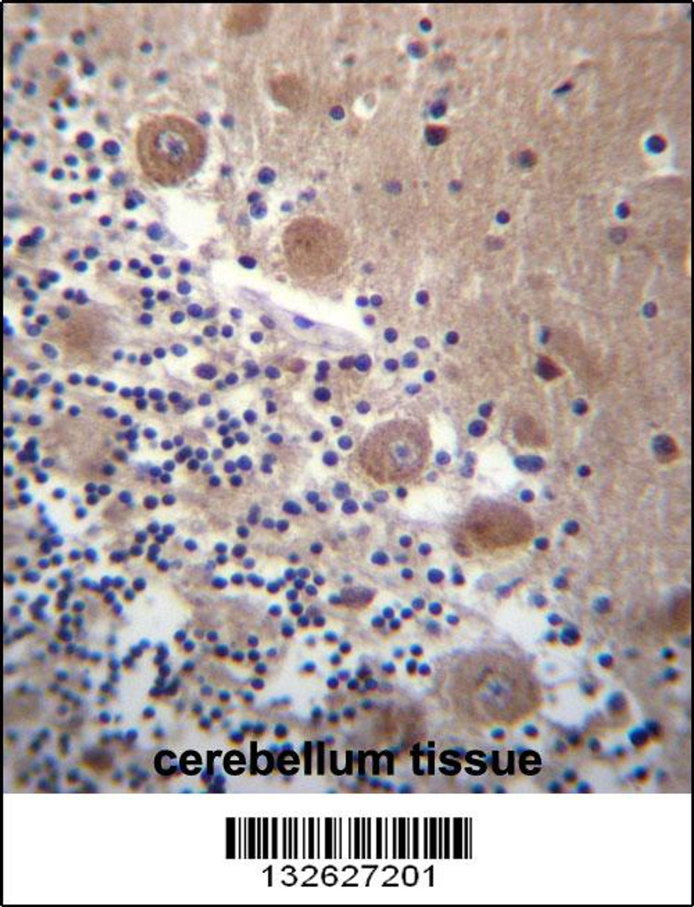 SCHIP1 Antibody immunohistochemistry analysis in formalin fixed and paraffin embedded human cerebellum tissue followed by peroxidase conjugation of the secondary antibody and DAB staining.
