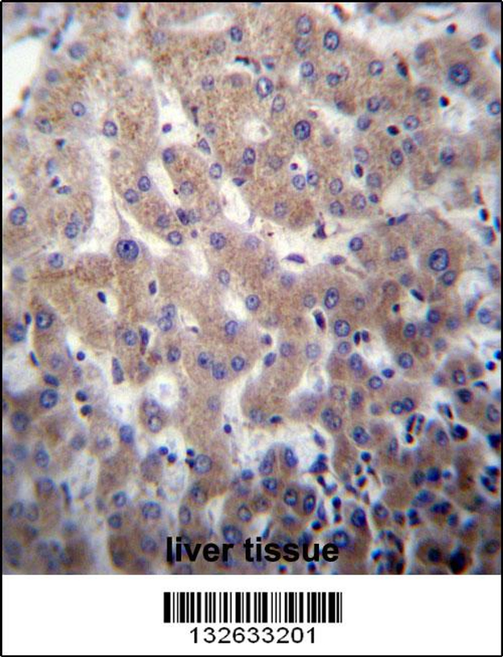 POFUT2 Antibody immunohistochemistry analysis in formalin fixed and paraffin embedded human liver tissue followed by peroxidase conjugation of the secondary antibody and DAB staining.