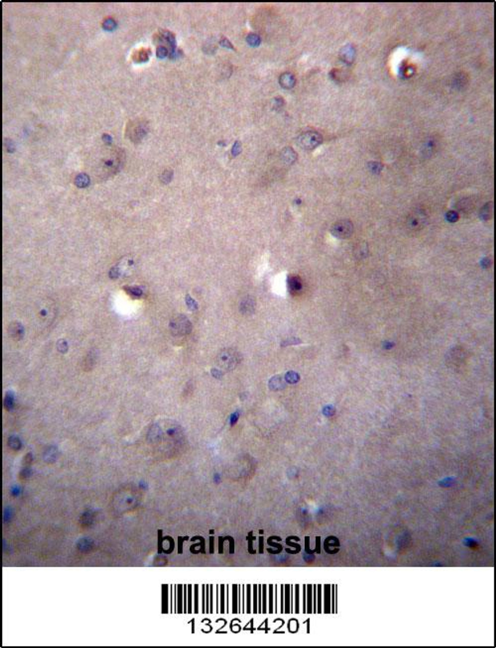 ALDH3B2 Antibody immunohistochemistry analysis in formalin fixed and paraffin embedded human brain tissue followed by peroxidase conjugation of the secondary antibody and DAB staining.