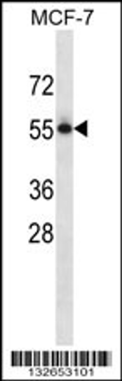 Western blot analysis in MCF-7 cell line lysates (35ug/lane) .