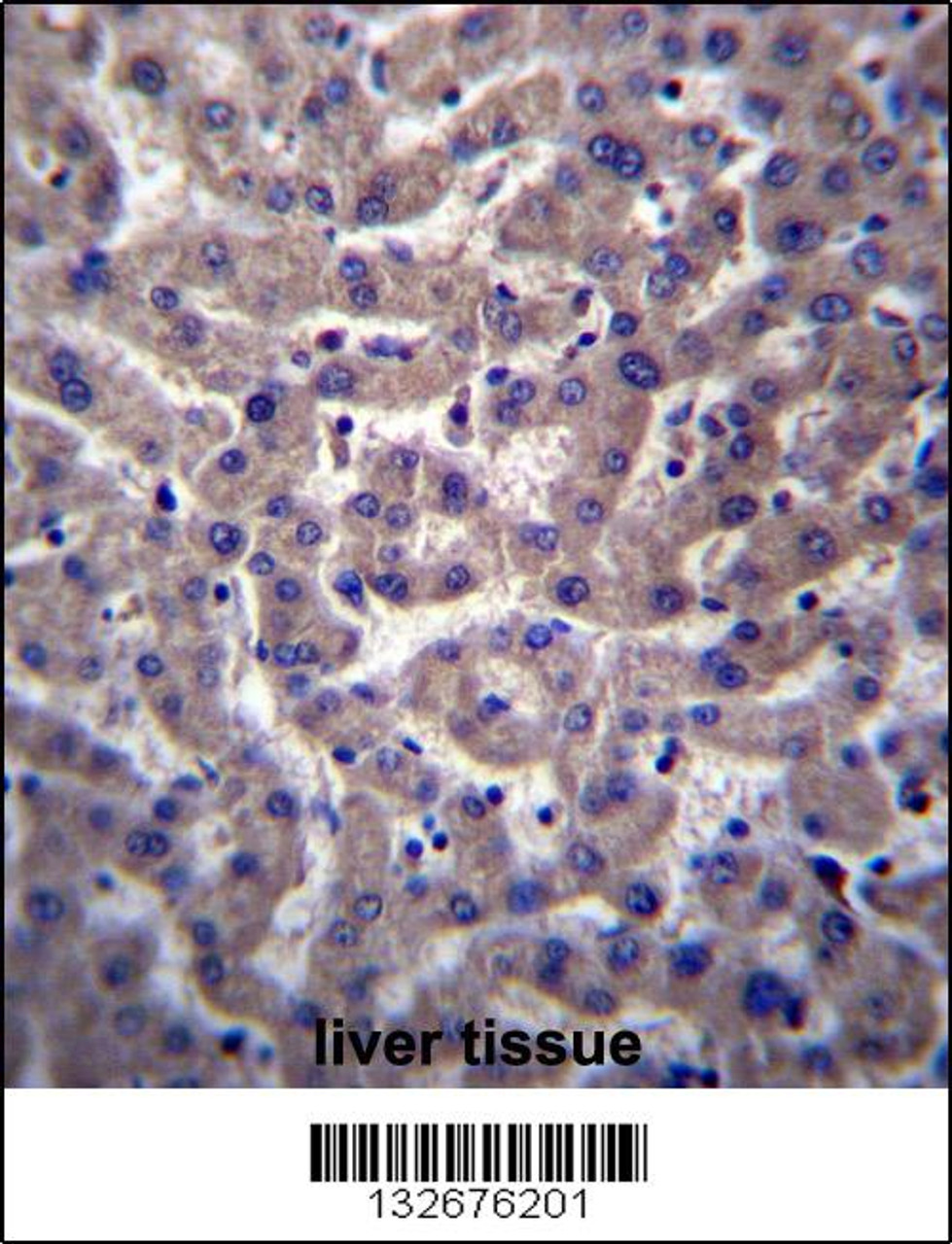 PTGR2 Antibody immunohistochemistry analysis in formalin fixed and paraffin embedded human liver tissue followed by peroxidase conjugation of the secondary antibody and DAB staining.