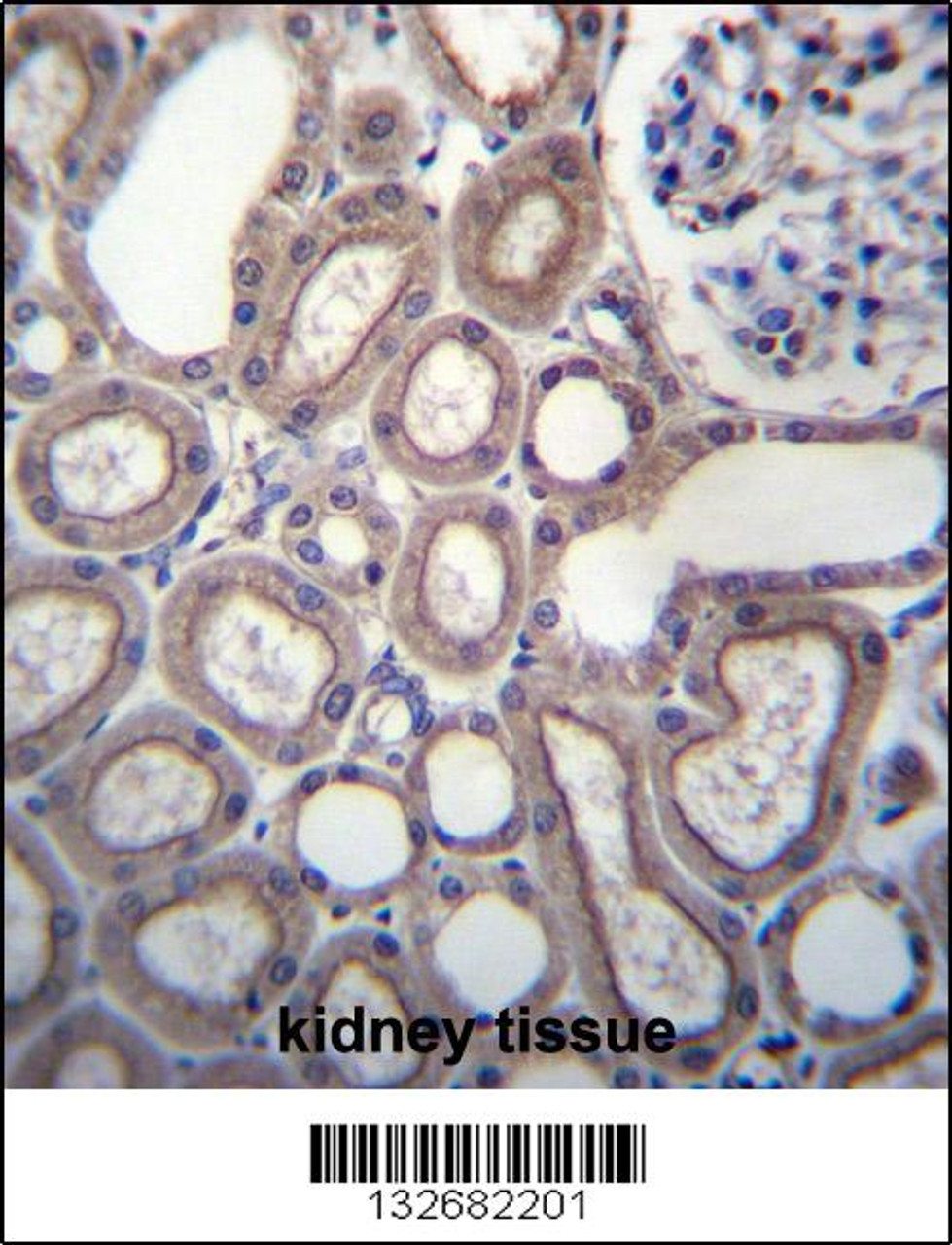 RNF180 Antibody immunohistochemistry analysis in formalin fixed and paraffin embedded human kidney tissue followed by peroxidase conjugation of the secondary antibody and DAB staining.