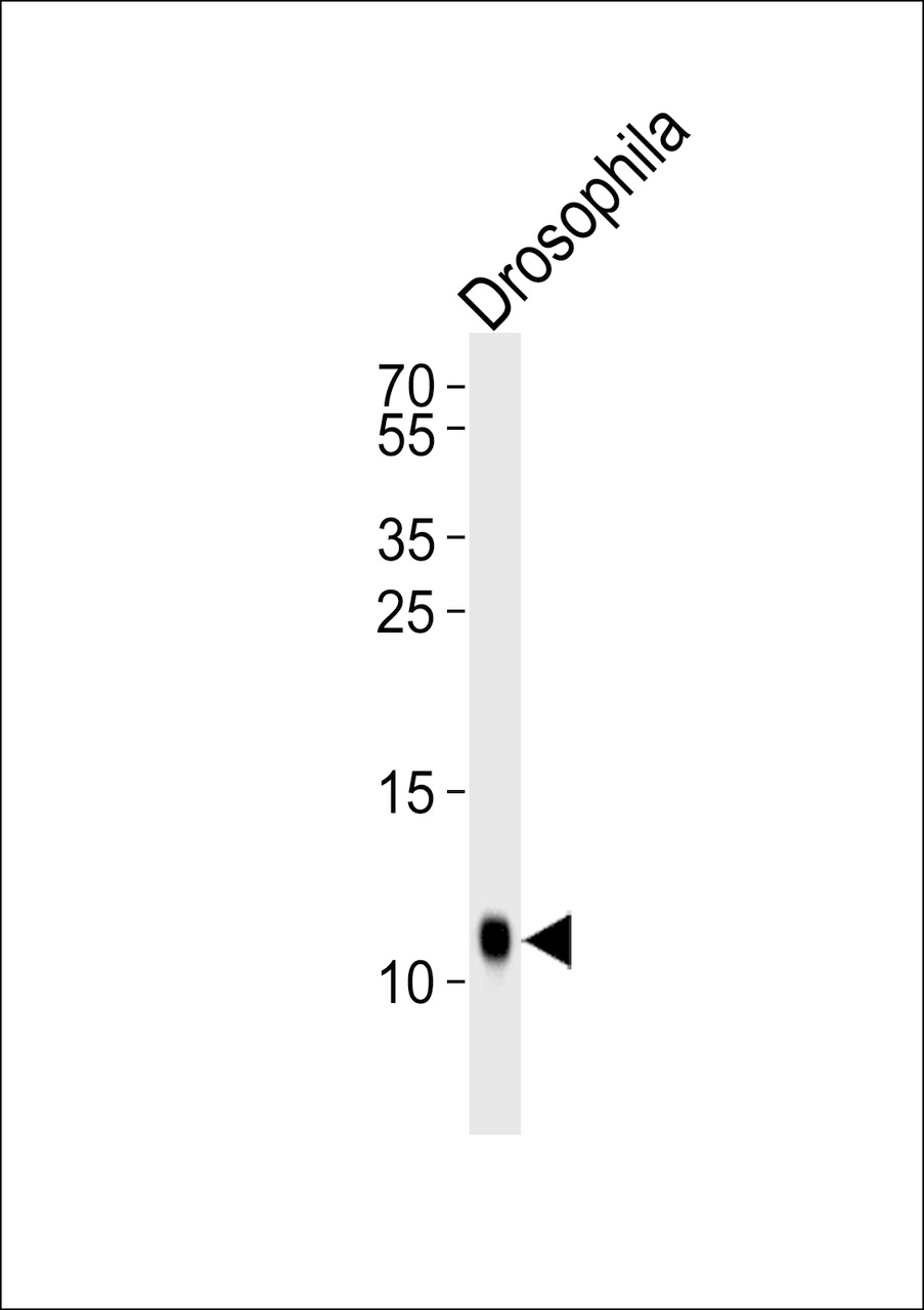 Western blot analysis of lysate from Drosophila tissue lysate, using SUMO Antibody (V52) (Drsophila) at 1:1000.